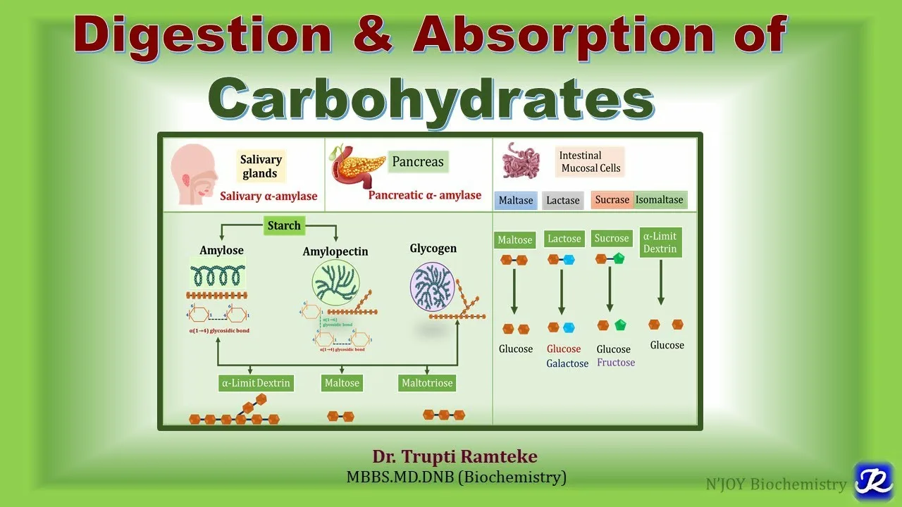 Understanding carbohydrates
